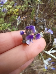 Psoralea hirta