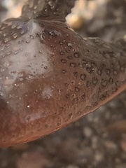 Creaserinus hedgpethi