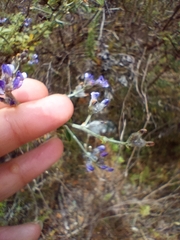 Psoralea hirta