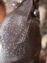 Creaserinus hedgpethi