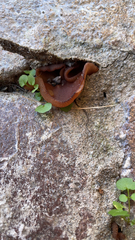 Phylloscypha phyllogena