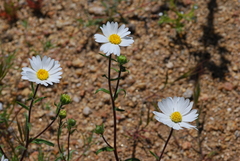 Layia glandulosa