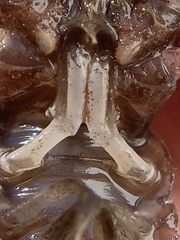 Creaserinus hedgpethi