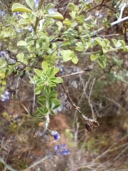 Psoralea hirta