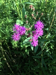 Vernonia texana