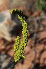 Manochlamys albicans