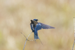 Hirundo atrocaerulea