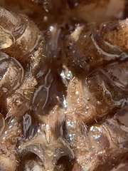 Creaserinus hedgpethi