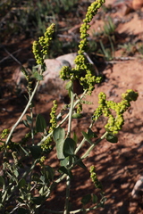 Manochlamys albicans