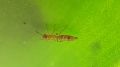 Myrmarachne ichneumon