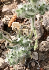 Cryptantha pterocarya