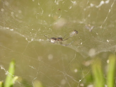 Frontinellina frutetorum