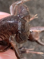 Creaserinus hedgpethi