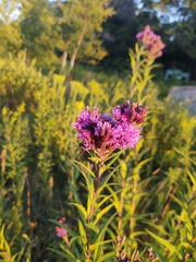 Vernonia fasciculata