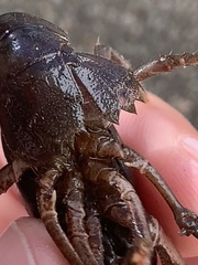 Creaserinus hedgpethi