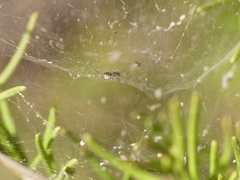 Frontinellina frutetorum