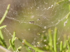 Frontinellina frutetorum