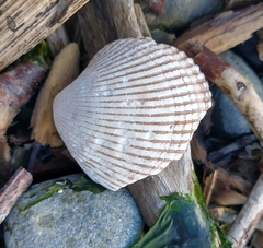 Clinocardium nuttallii