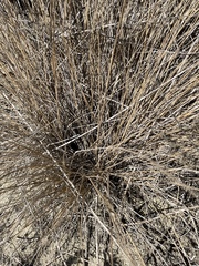 Nassella lepida
