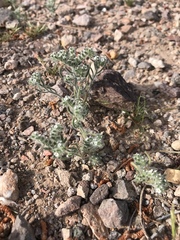 Cryptantha pterocarya