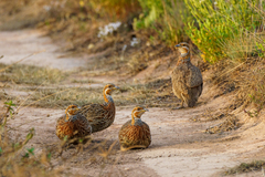 Scleroptila levaillantii