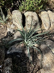 Asphodelus