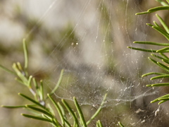 Frontinellina frutetorum