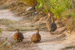 Scleroptila levaillantii