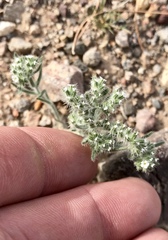 Cryptantha pterocarya