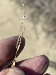 Nassella lepida