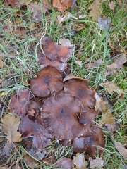 Lyophyllum decastes