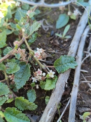 Commersonia prostrata