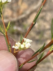 Rutaceae