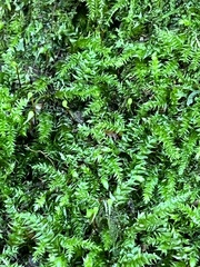 Thamnobryum alopecurum
