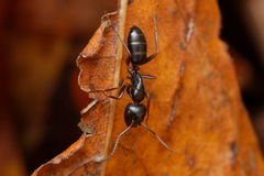 Camponotus fallax