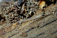 Lithobiomorpha