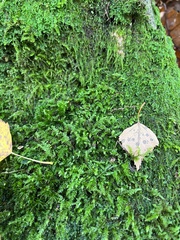 Thamnobryum alopecurum