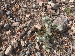 Cryptantha pterocarya