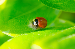 Cycloneda fulvipennis