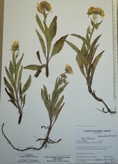 Arnica chamissonis