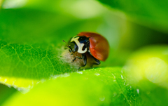 Cycloneda fulvipennis