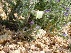 Gonepteryx cleopatra