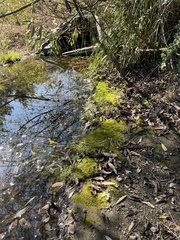 Fissidens bryoides