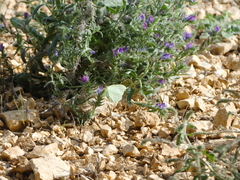 Gonepteryx cleopatra