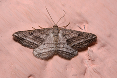 Geometridae