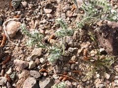 Cryptantha pterocarya