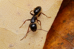 Camponotus fallax