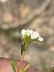 Rutaceae