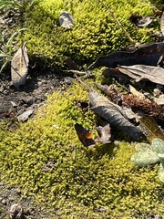 Fissidens bryoides
