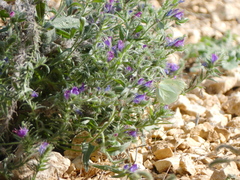 Gonepteryx cleopatra